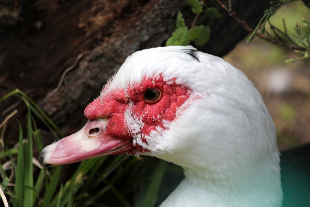 莫德里奇接 莫德里奇接