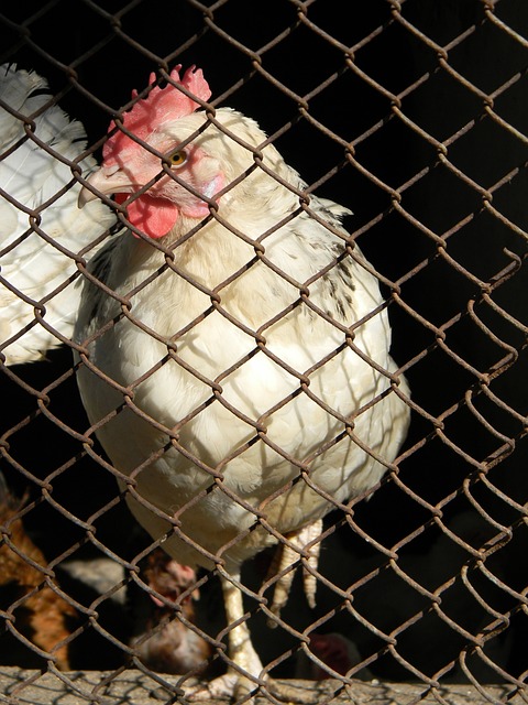 並不奇怪 並不奇怪