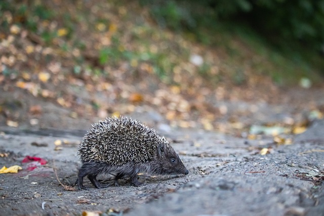 的逐渐崭露 的逐渐崭露