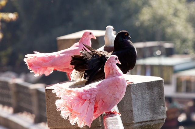 占领赛场上 占领赛场上